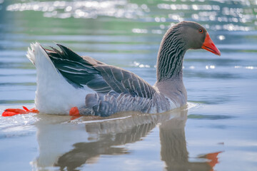 Colorful goose swimming on blue green water in the sun