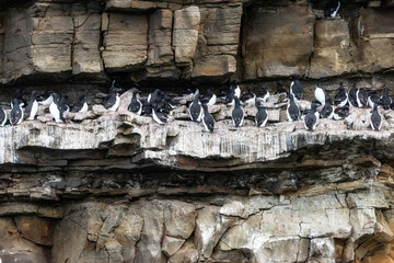  Thick-billed Murres on Cliff