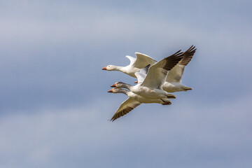 Four snow geese in flight