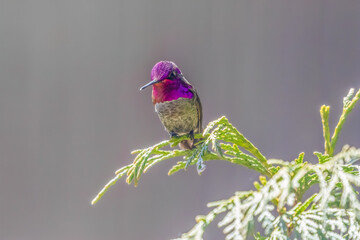 Male Anna's hummingbird perched on cedar branch in the sun