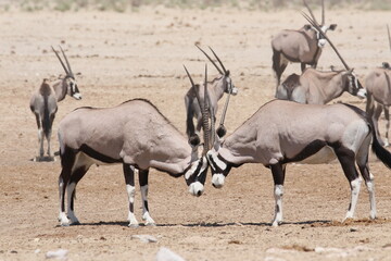 oryx