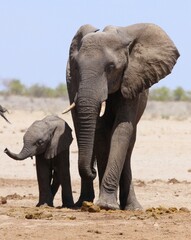 Fototapeta na wymiar elephant et son bebe