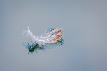 Single feather floating on calm blue water with reflection