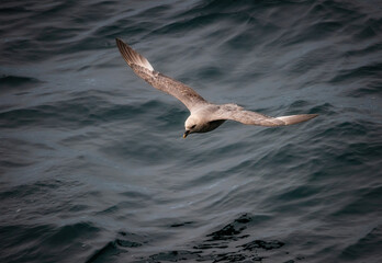 Arctic fulmars