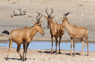 red hartebeest