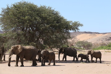 Fototapeta premium elephants du desert