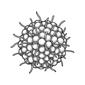 Hand drawn varicella zoster virus isolated on white background. Realistic detailed scientifical vector illustration in sketch stile