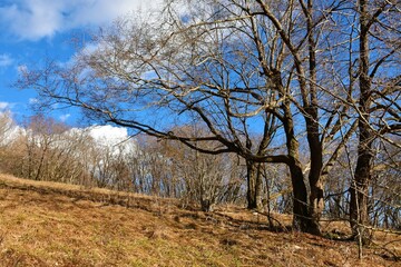 Meadow with dry grass with a oak (Quercus) tree bellow Sveta Trojica