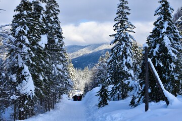 Fototapeta premium Path throug a conifer spruce forest in Tamar in winter with forest covered hills behind in Gorenjska, Slovenia and a group of people om the trail