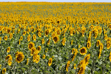 Miles de Girasoles