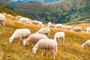 Fototapeta premium Huge herd of sheep eating yummy grass and uniting with nature on hillside meadow of Alps. Fluffy animals feed on mountain pastures