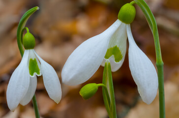 closeup white snowdrop growth in forest glade