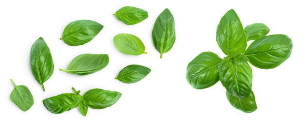 Fresh basil leaf isolated on white background with full depth of field. Top view with copy space for your text. Flat lay