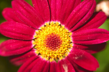 Flor con pétalos rojos con centro amarillo