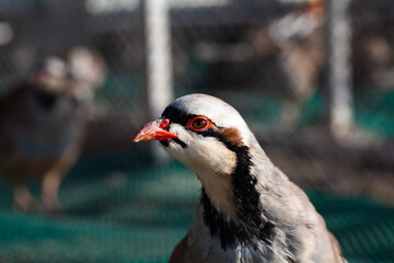 Close-up view of chukar partridge. Head of an alectoris chukar with an isolated background. Red legged partridge