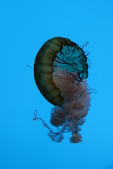 Jellyfish swimming in aquarium exhibit