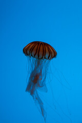 Jellyfish swimming in aquarium exhibit