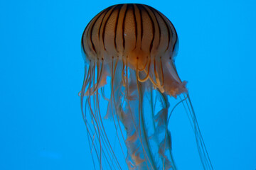 Jellyfish swimming in aquarium exhibit