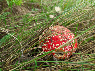 the bright red cap of the amanita mushroom