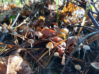 Macro photography of the nature of toadstool mushrooms. Toadstool mushrooms grow in the autumn forest in the grass.