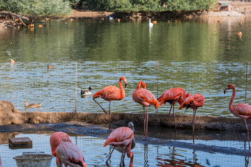 Birds. Pink and bright red flamingos in the Moscow Zoo.