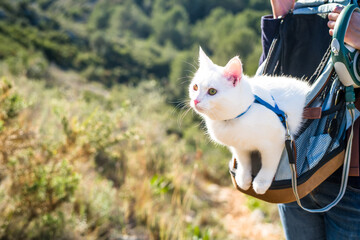 a white cat in a harness and on a leash sits in a backpack during a trip in the mountains