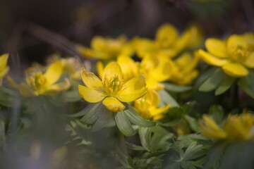 yellow flowers