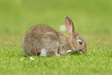 bunny rabbit baby on the grass eating in the uk in summer