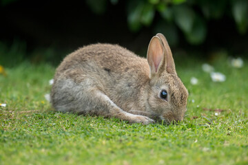 Naklejka na ściany i meble bunny rabbit on the grass eating in the uk in summer