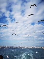 seagulls on the sea