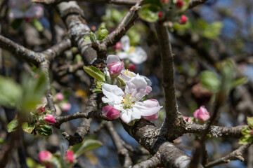 Apfel Blüte
