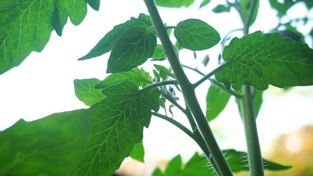 Close up footage of some plants