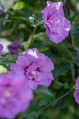 Hibiscus syriacus korean rose or syrian ketmia shrub in bloom, rose mallow flowering plants