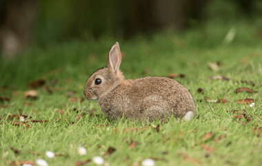 bunny rabbit baby sitting on the grass looking cute in the uk in the summer