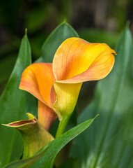 Orange yellow Calla Lilly in agreen garden