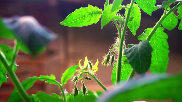 Close up footage of some plants