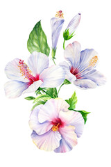 Hibiscus flowers with leaves, isolated background. Watercolor botanical illustration. set of tropical floral elements