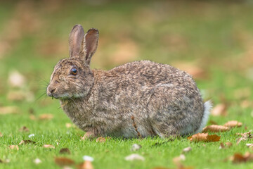 Naklejka na ściany i meble bunny rabbit sitting on the grass in the uk in the summer