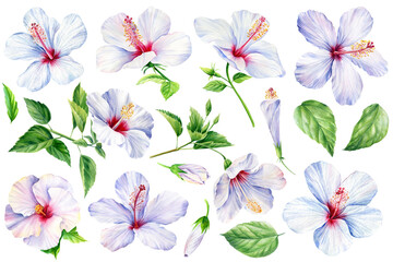 Hibiscus flowers with leaves, isolated background. Watercolor botanical illustration. set of tropical floral elements