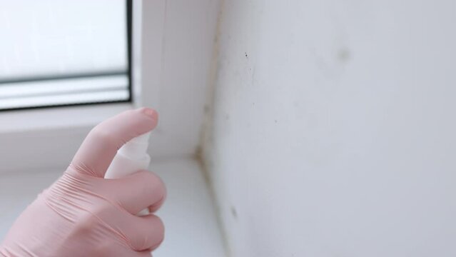 Woman is cleaning a lot of black mold fungus growing on the wall at home. Condensation on the window. Dampness problem concept