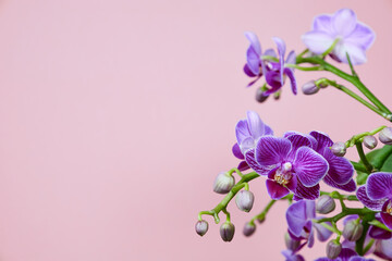 purple orchid on pink background