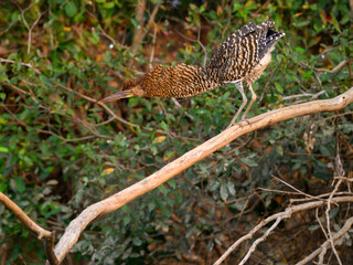 Juvenile Rufescent Tiger-Heron fishing in Pantanal, Brazil