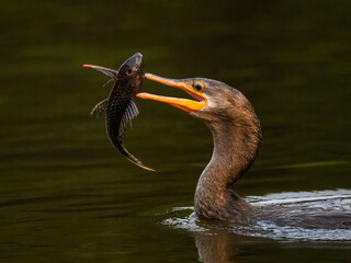 Neotropic Cormorant caught a fish, portrait in green water in Pantanal, Brazil
