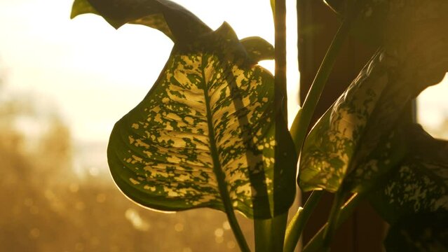 CLOSE UP, LENS FLARE: Golden sunbeams shine through leaves of Dieffenbachia plant. Impressive variegated foliage of Dumb Cane houseplant. Beautiful air purifying plant bathing in morning sunlight.