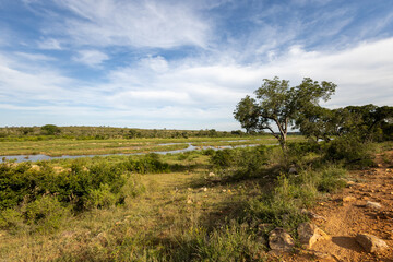 Fototapeta na wymiar Crocodile reiver in Kruger Park south Africa
