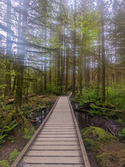Boardwalk section of trail in the temperate rainforest