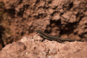 a lizard basking in the sun
