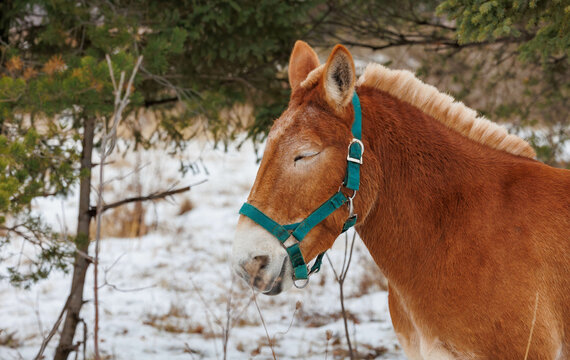 winter horse in snowy field © Jen
