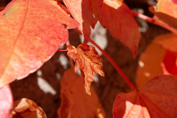 Obraz premium Efeu im Herbst