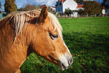 portrait of a horse